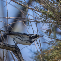 Black-throated Grey Warbler-01