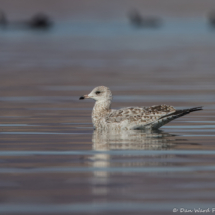 California Gull-01