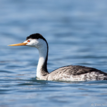 Clark's Grebe-01