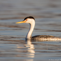 Clark's Grebe-03