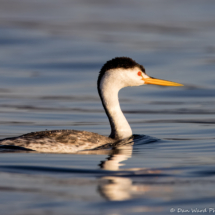 Clark's Grebe-06