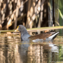 Common Gallinule-01