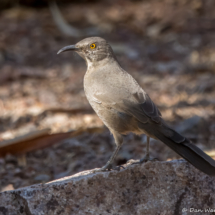 Curve-billed Thrasher-01