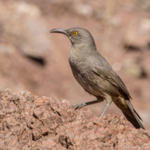 Curve-billed Thrasher-04