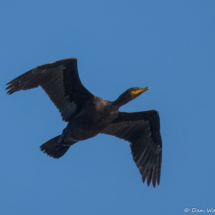 Double-crested Cormorant-01