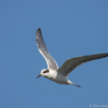 Forster's Tern-01