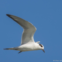 Forster's Tern-05