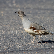 Gambel's Quail-Female-01