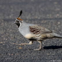 Gambel's Quail-Male-01