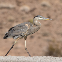 Great Blue Heron-02