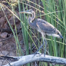 Great Blue Heron-02