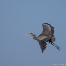 Great Blue Heron-04