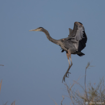 Great Blue Heron-06