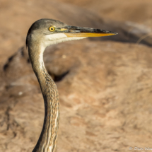 Great Blue Heron-10