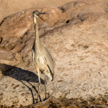 Great Blue Heron-13