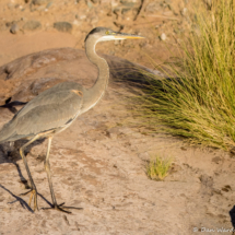 Great Blue Heron-14