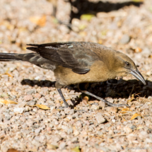 Great-tailed Grackle-Female-03