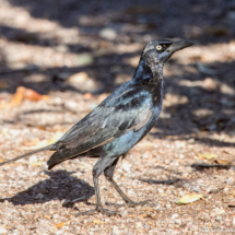 Great-tailed Grackle-Male-01