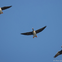 Greater White-fronted Goose-01