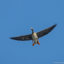 Greater White-fronted Goose-02