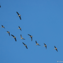 Greater White-fronted Goose-05