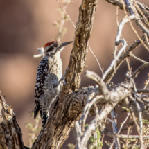 Ladder-backed Woodpecker-01