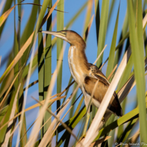 Least Bittern-02