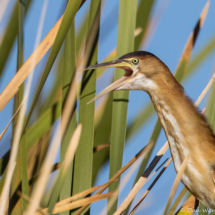 Least Bittern-03