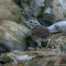 Lincoln's Sparrow-01