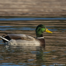 Mallard-01