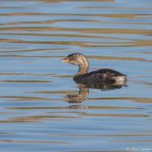 Pied-billed Grebe-02