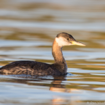 Red-necked Grebe-01