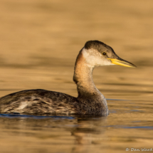 Red-necked Grebe-03