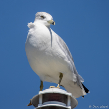 Ring-billed Gull-02