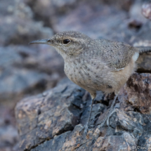 Rock Wren-03