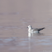 Sabine's Gull-02