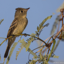 Western Flycatcher-01