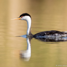 Western Grebe-01