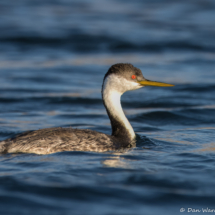 Western Grebe-03