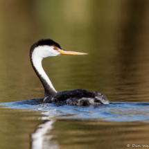 Western Grebe-03