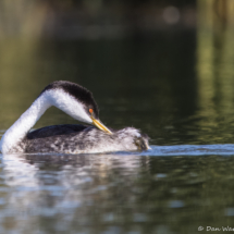 Western Grebe-05