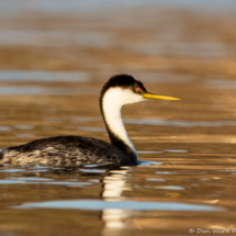 Western Grebe-07