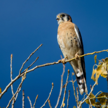 American Kestrel-07