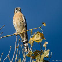 American Kestrel-08