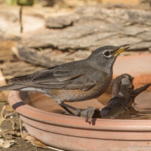 American Robin-08