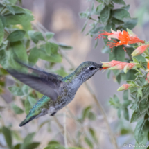 Anna's Hummingbird-02