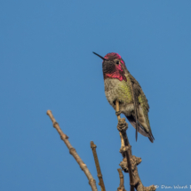 Anna's Hummingbird-Male-07