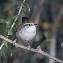 Bewick's Wren-04