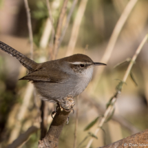 Bewick's Wren-23