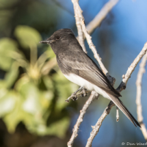 Black Phoebe-05